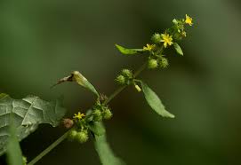 Image result for Triumfetta pentandra