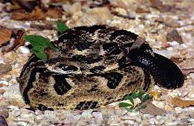 Timber Rattlesnake Snake Rattlesnake Black Chevron