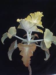 Kalanchoe Beharensis Elephant S Ear Kalanchoe Crassulaceae Plantas Tomentosa