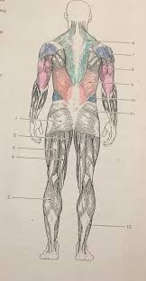 Body human anatomy muscle medical man medicine illustration. Posterior View Of Muscles Last Page Of Packet A Name Of Movement B Name Of Body Part Bone Moved C Prime Mover Muscle Function Of Muscles In Back Front Trunk And Upper Arms Diagram Quizlet
