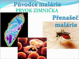 Projevy onemocnění se do určité míry liší podle konkrétního původce. Mikro Organismy V Lidskych Sidlech Ppt Stahnout