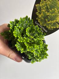 Image result for Selaginella mittenii