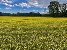 North carolina in your inbox. Cruciferous Flowers Now Brightening Delmarva Fields Cape Gazette