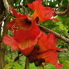 Image result for Fernandoa magnifica