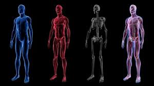 Human Male Anatomy 3d Animation Biology Stock Video Pond5