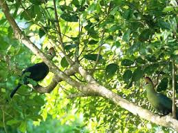 Image result for Turraea fischeri