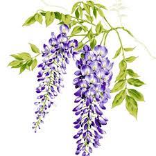 Wisteria Crop Jpg 500 500 Pixels Flower Painting Watercolor Flowers Floral Painting
