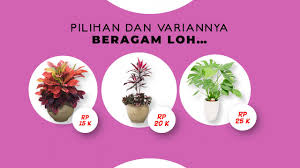 Maybe you would like to learn more about one of these? Video Promosi Iklan Tanaman Hias Bunga Hias Janda Bolong Talas Tales Mahal Tanaman Viral Youtube