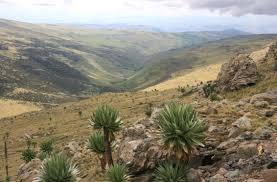 Image result for Peddiea rapaneoides