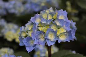 Image result for Hydrangea macrophylla bela obrázek