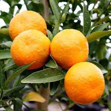 Image result for Citrus reticulata