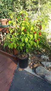 I live in the philippines and these have been growing for 14 weeks. Red Ghost Super Hot Pepper Bonnie Plants
