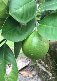 Image result for Citrus × aurantiifolia