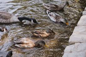 However, when ducks come out of the pool they are surprisingly dry as their feathers are nearly waterproof. What To Feed Ducks Best Duck Food