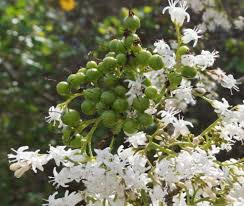 Image result for Leptactina platyphylla