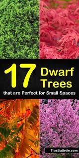 Some species grow into very small trees and can even be grown in containers indoors. 17 Dwarf Trees That Are Perfect For Small Spaces