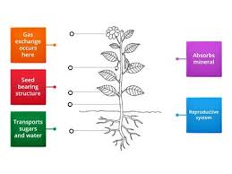(a) cell division and differentiation in animals Label Animal Plant Cell Teaching Resources