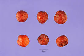 Image result for Eleusine coracana