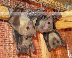 egipetskaya letuchaya sobaka nilskij krylan odno tolko upominanie o letuchih myshah u bolshinstva lyudej vyzyvaet krajne negativnye animals cute animals hamster