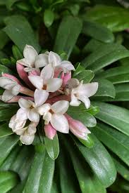 Image result for Synandrodaphne