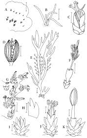 Image result for Podostemaceae