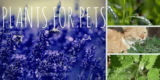 Best cat repellents for outdoor cats list. Plants That Naturally Repel Fleas And Ticks Petsweekly Com