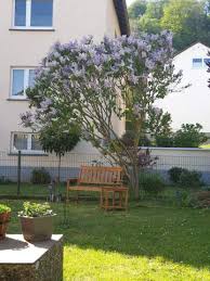 Viele sorten sind schwachwüchsig und brauchen nur wenig platz. Ein Kleiner Baum Oder Strauch Biologie Pflanzen Garten