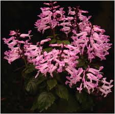 Image result for Plectranthus swynnertonii