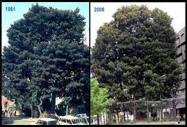 We did not find results for: Arboles Destacados De Murcia Capital