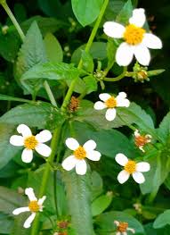 Image result for Triumfetta angolensis