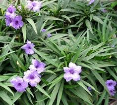 Image result for Ruellia cordata