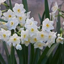 Morocco With Images Daffodils Daffodil Bulbs Narcissus