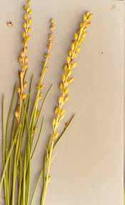 Image result for Juncaginaceae