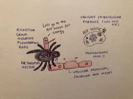 Image result for Rickettsiae