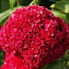 Rooster Comb Flowers Celosia Flower Annual Flowers Flowers