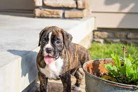 Their ancient ancestors were the assyrian empire war dogs, which can be traced back to 2500 b.c. Akc Boxer Puppies For Sale Boxerblvd Com