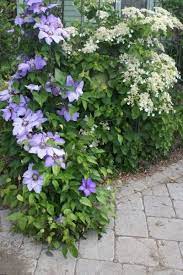 Clematis in all its glory climbing on heavy steel mesh which disappears as foliage grows, allowing for a beautiful look, but still removable for maintenance. Pin By Solange Van Loo On Terrace Ideas Climbing Hydrangea Landscaping Trees Evergreen Climbing