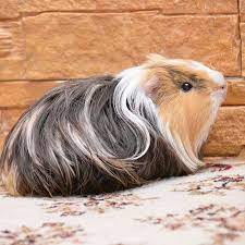 There are many rumors about these guinea pigs being lethal, blind, or even sick. What Is A Guinea Pig Lafeber Co Small Mammals
