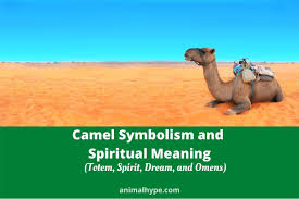 What does it mean by that? Camel Symbolism And Meaning Totem Spirit Dream And Omens Animal Hype