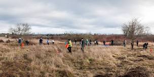 Bird Habitat Restoration at Marymoor Park