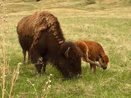 Bison At Standing Rock Buffalo And Calf Photo By Don Erwin American Bison Bison Animals