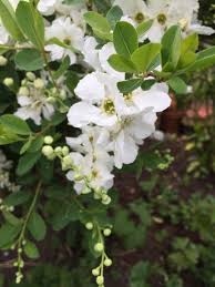 Image result for Exochorda