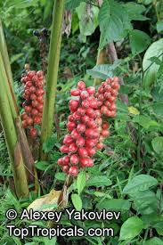 Image result for Renealmia africana