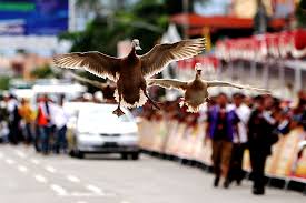 Pacu itiak merupakan salah satu kebiasaan unik yang dimiliki masyarakat minangkabau. Pacu Itiak Rank Mudo