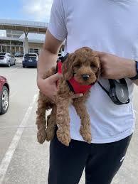 Biscuit male #7142 ***click for info & photos, dob: Goldendoodle Puppies For Sale Dallas Tx 356230