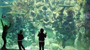 14 moody gardens coupons now on retailmenot. Guide To Visitng Moody Gardens In Galveston Texas With Kids Mommy Nearest