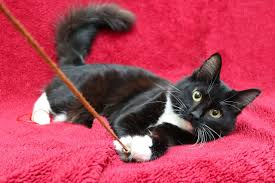 Black And White Tuxedo Cats For Sale Claus Cat Adoption Cute Cats And Dogs Baby Cats