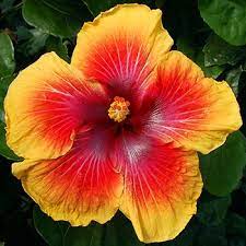 So clean and fresh tasting. Pin On Exotic Flowers