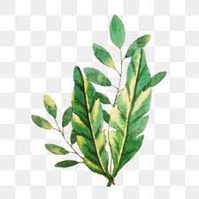 Watercolor Hand Painted Leaves S Plant Leaves Watercolor Png And Vector With Transparent Background For Free Download Watercolor Flower Background Plant Illustration Flower Painting