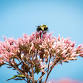 Nature Journaling: What's in Bloom?